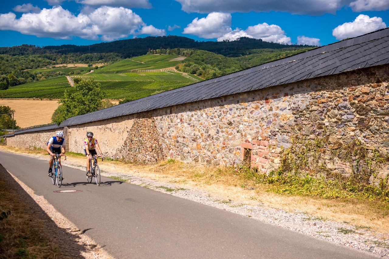 Zwei Rennradfahrer fahren entlang der Weinbergsmauer, im Hintergrund sieht man grüne Weinreben.