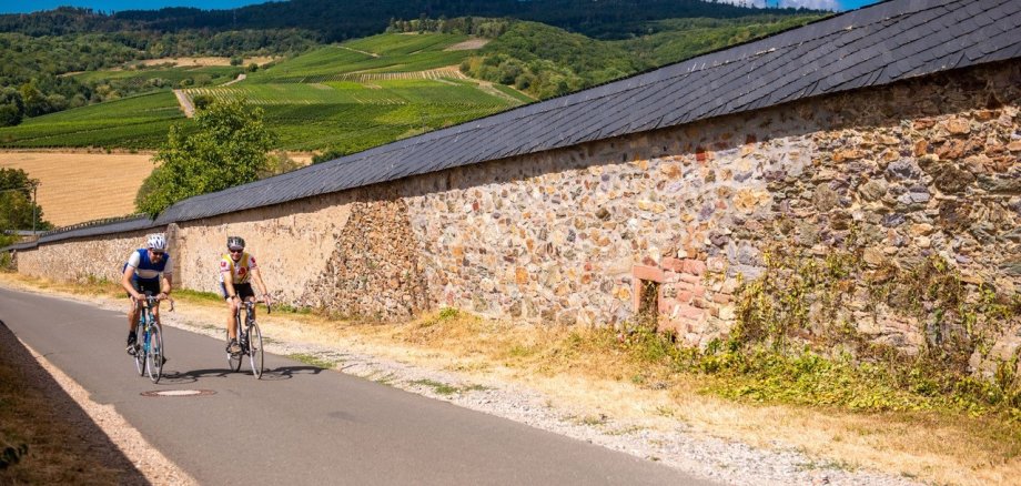 Zwei Rennradfahrer fahren entlang der Weinbergsmauer, im Hintergrund sieht man grüne Weinreben.