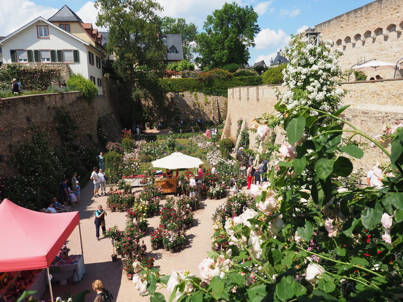 Gut besucht - Gäste schlendern durch den Rosengarten. Blick auf den Rosengarten mit Pflanzenständen und Besuchern.