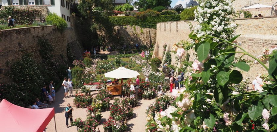 Blick auf den Rosengarten mit Pflanzenständen und Besuchern.