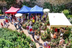 Die Rosentage locken viele Gäste nach Eltville. Gäste besuchen aufgebaute Stände im Rosengarten.