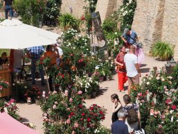 Im Rosengarten ist ein Pflanzenmarkt mit Rosenstöcken aufgebaut.