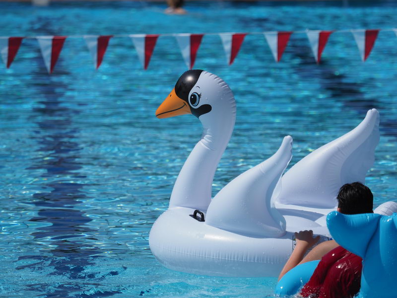 Symbolbild_ Aufblasbarer Schwan treibt im Becken.