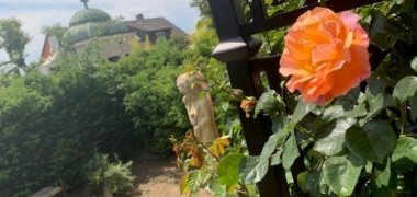 Orangene Rose im Vordergrund, im Hintergrund ist der Sternengarten