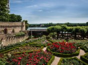 Die blühenden Rosenbeete im "Amtsgarten" mit Blick Richtung Rhein, der leicht hinter den Burgmauern zu erkennen ist.