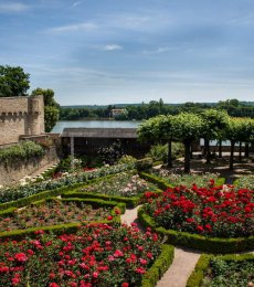 Die blühenden Rosenbeete im "Amtsgarten" mit Blick Richtung Rhein, der leicht hinter den Burgmauern zu erkennen ist.