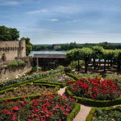 Die blühenden Rosenbeete im "Amtsgarten" mit Blick Richtung Rhein, der leicht hinter den Burgmauern zu erkennen ist.