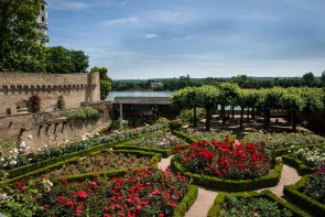 Der Amtsgarten erstrahlt im Blütenglanz. Die blühenden Rosenbeete im "Amtsgarten" mit Blick Richtung Rhein, der leicht hinter den Burgmauern zu erkennen ist.