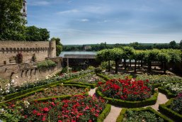 Der Amtsgarten erstrahlt im Blütenglanz. Die blühenden Rosenbeete im "Amtsgarten" mit Blick Richtung Rhein, der leicht hinter den Burgmauern zu erkennen ist.