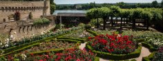 Der Amtsgarten erstrahlt im Blütenglanz. Die blühenden Rosenbeete im "Amtsgarten" mit Blick Richtung Rhein, der leicht hinter den Burgmauern zu erkennen ist.