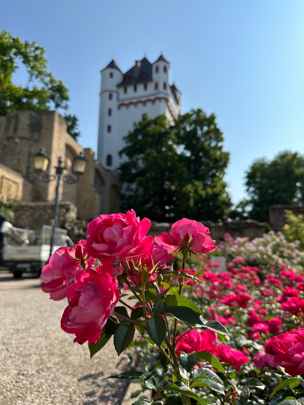 Rosane blütenRhein Rose, im Hintergrund die Kurfürstliche Burg
