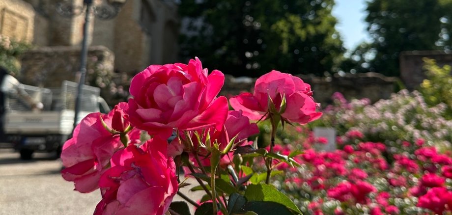 Rosane blütenRhein Rose, im Hintergrund die Kurfürstliche Burg