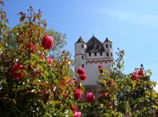Rosafarbene Rosen blühen im Vordergrund, dahinter ist der Burgturm zu sehen.