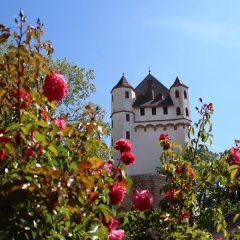 Rosafarbene Rosen blühen im Vordergrund, dahinter ist der Burgturm zu sehen.