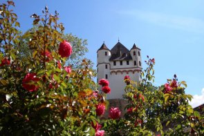 Rosafarbene Rosen blühen im Vordergrund, dahinter ist der Burgturm zu sehen.
