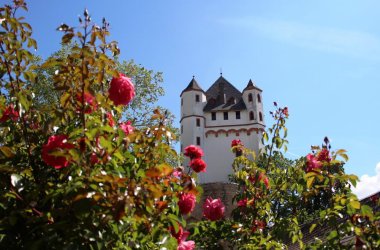 Rosafarbene Rosen blühen im Vordergrund, dahinter ist der Burgturm zu sehen.