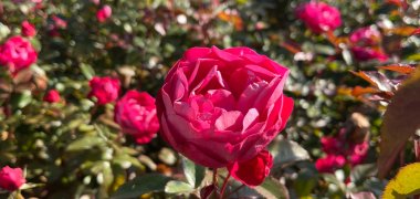 Eine rote Rose im Beet