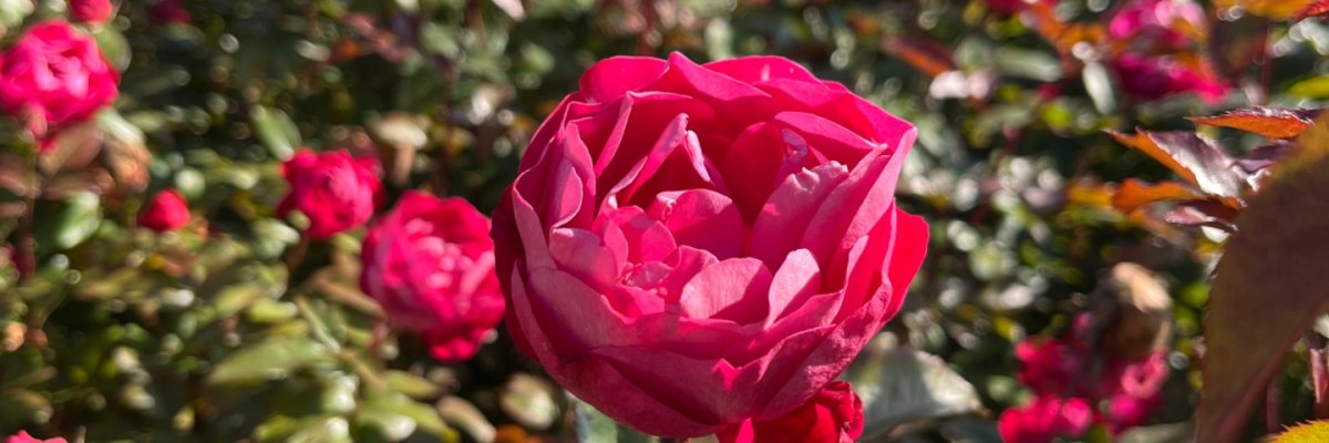 Die Rose "blütenRhein" im Beet am Rheinufer Eine rote Rose im Beet
