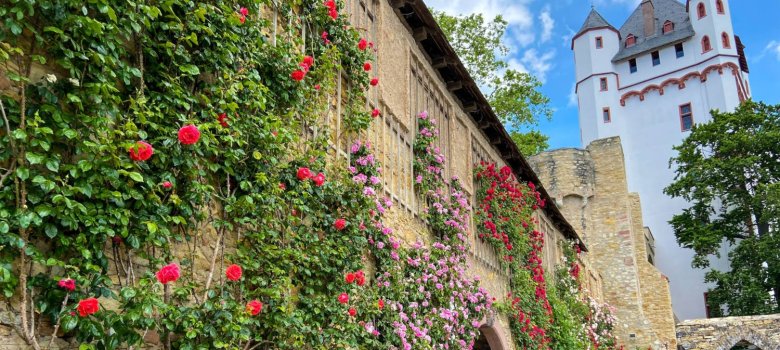 Rosen klettern empor der Burgmauer, rechts sieht man den Burgtrum.