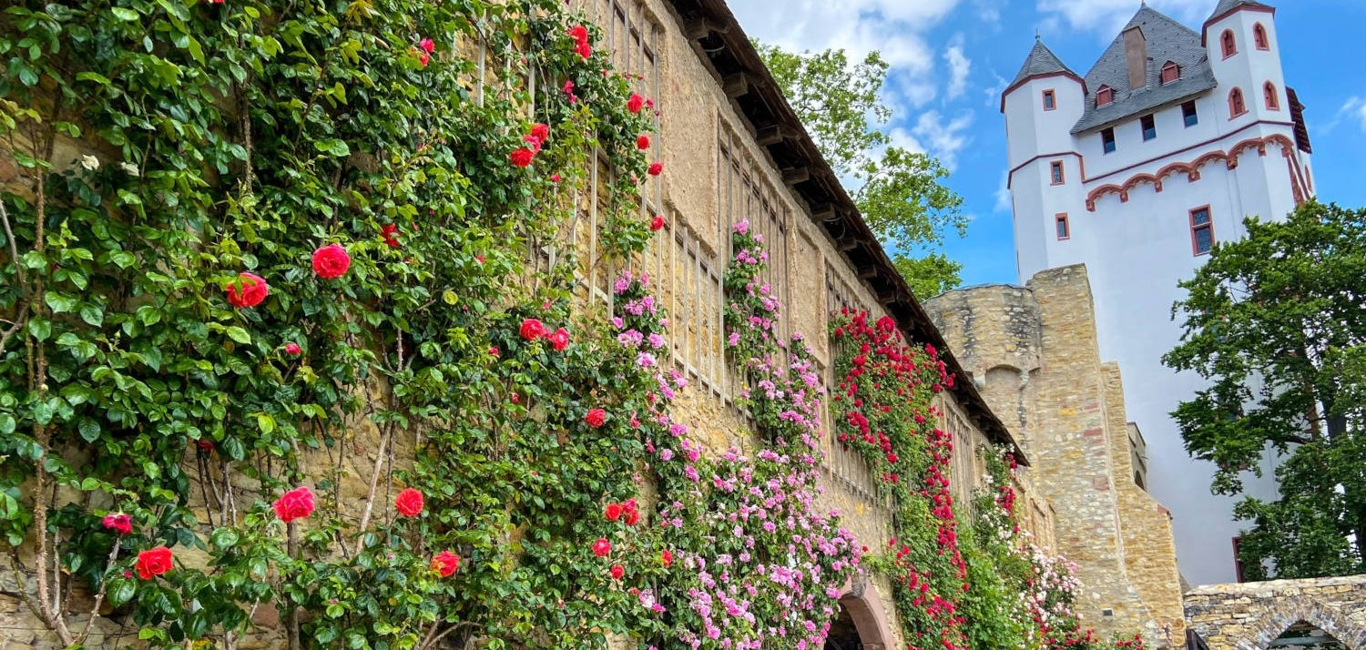 Rosenzeit in Eltville am Rhein - was könnte schöner sein? Rosen klettern empor der Burgmauer, rechts sieht man den Burgtrum.