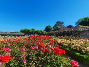 Die Rosen erblühen in den unterschiedlichsten Farben. Rot blühendes und gelb blühende Rosenbeete bei blauem Himmel.