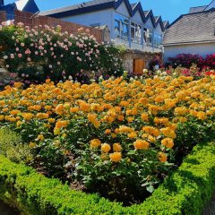Ein mit gelbfarbenen Rosen blühendes Rosenbeet im Amtsgarten, im Hintergrund blühen an der Burgmauer rosafarbene Kletterrosen.