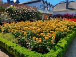 Ein mit gelbfarbenen Rosen blühendes Rosenbeet im Amtsgarten, im Hintergrund blühen an der Burgmauer rosafarbene Kletterrosen.