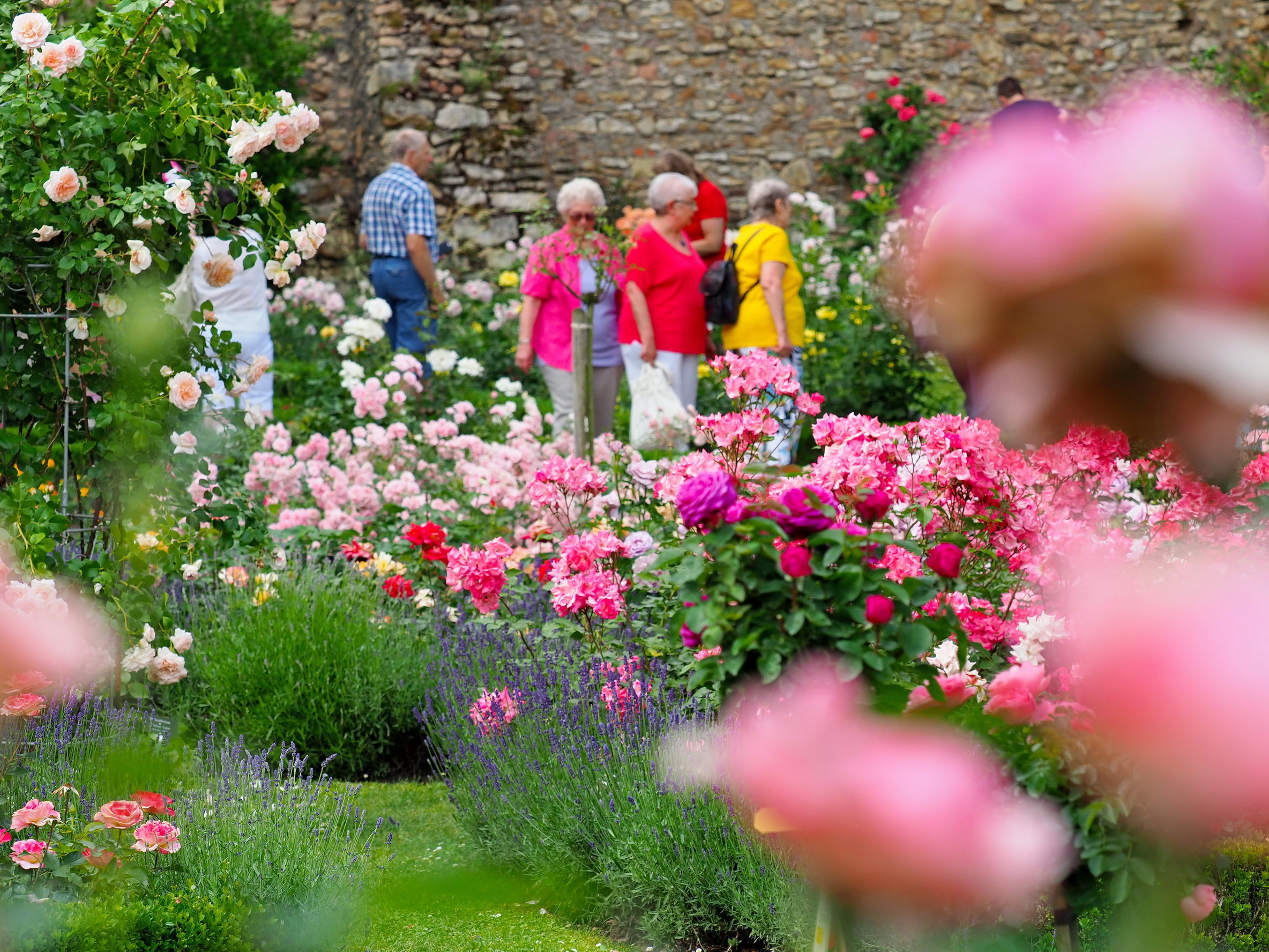 Der Rosengarten ist ein beliebter Besucherort. Rosen blühen bunt im Rosengarten, im Hintergrund sieht man Besucher durch den Garten laufen.