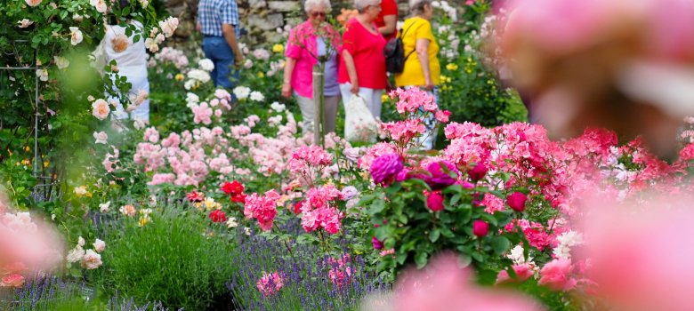 Rosen blühen bunt im Rosengarten, im Hintergrund sieht man Besucher durch den Garten laufen.