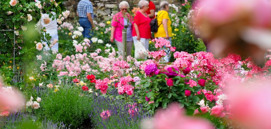 Der Rosengarten ist ein beliebter Besucherort. Rosen blühen bunt im Rosengarten, im Hintergrund sieht man Besucher durch den Garten laufen.