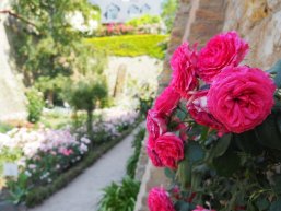 Pink blühende Rosen im Vordergrund, verschwommen sieht man einen Pfad im Rosengarten im Hintergrund