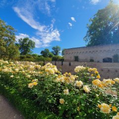 Hellgelb blühende Rosen wachsen entlang des Trampelpfades und der Burgmauer.