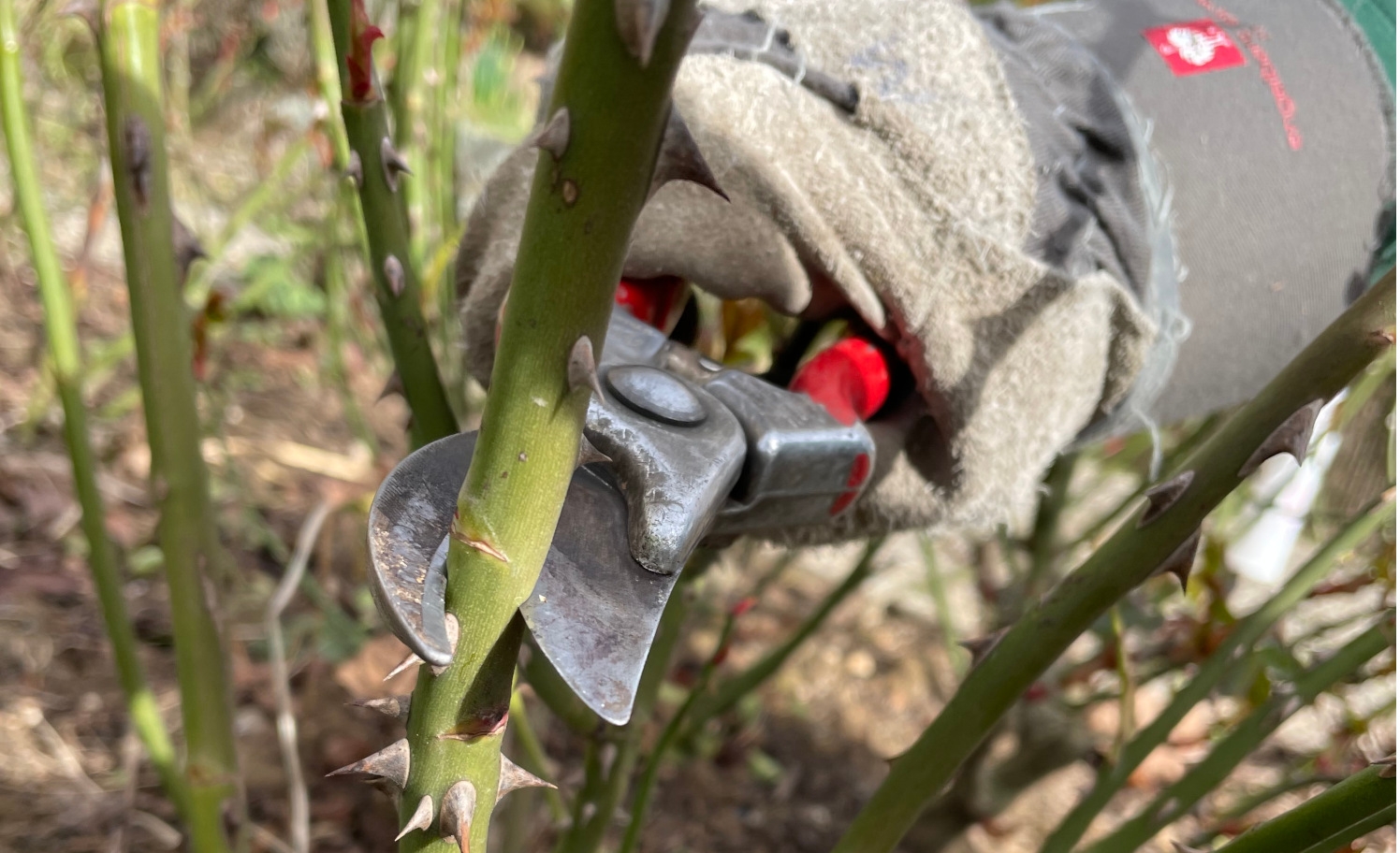Hand mit Rosenschere schneidet Rosenstamm