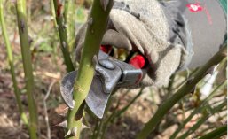 Hand mit Rosenschere schneidet Rosenstamm