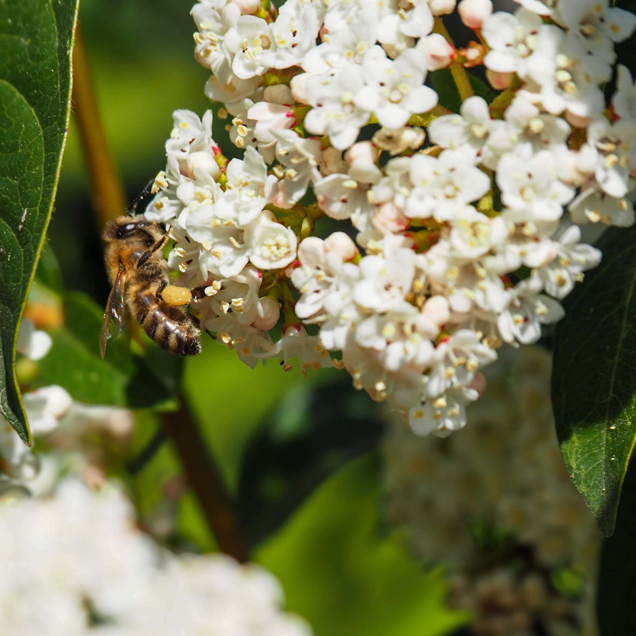 Eine Biene mit Pollenhöschen sitzt auf einer weißen Blume.