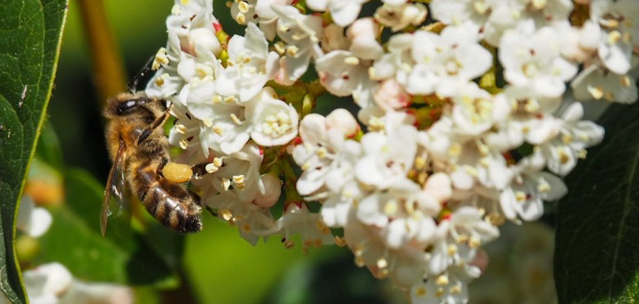 Eine Biene mit Pollenhöschen sitzt auf einer weißen Blume.