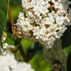 Eine Biene mit Pollenhöschen sitzt auf einer weißen Blume.