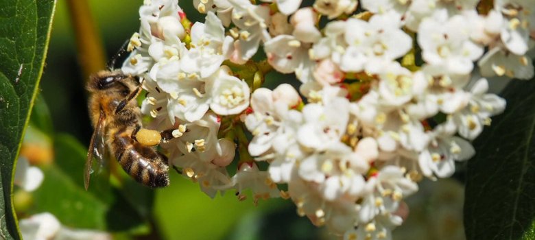 Eine Biene mit Pollenhöschen sitzt auf einer weißen Blume.