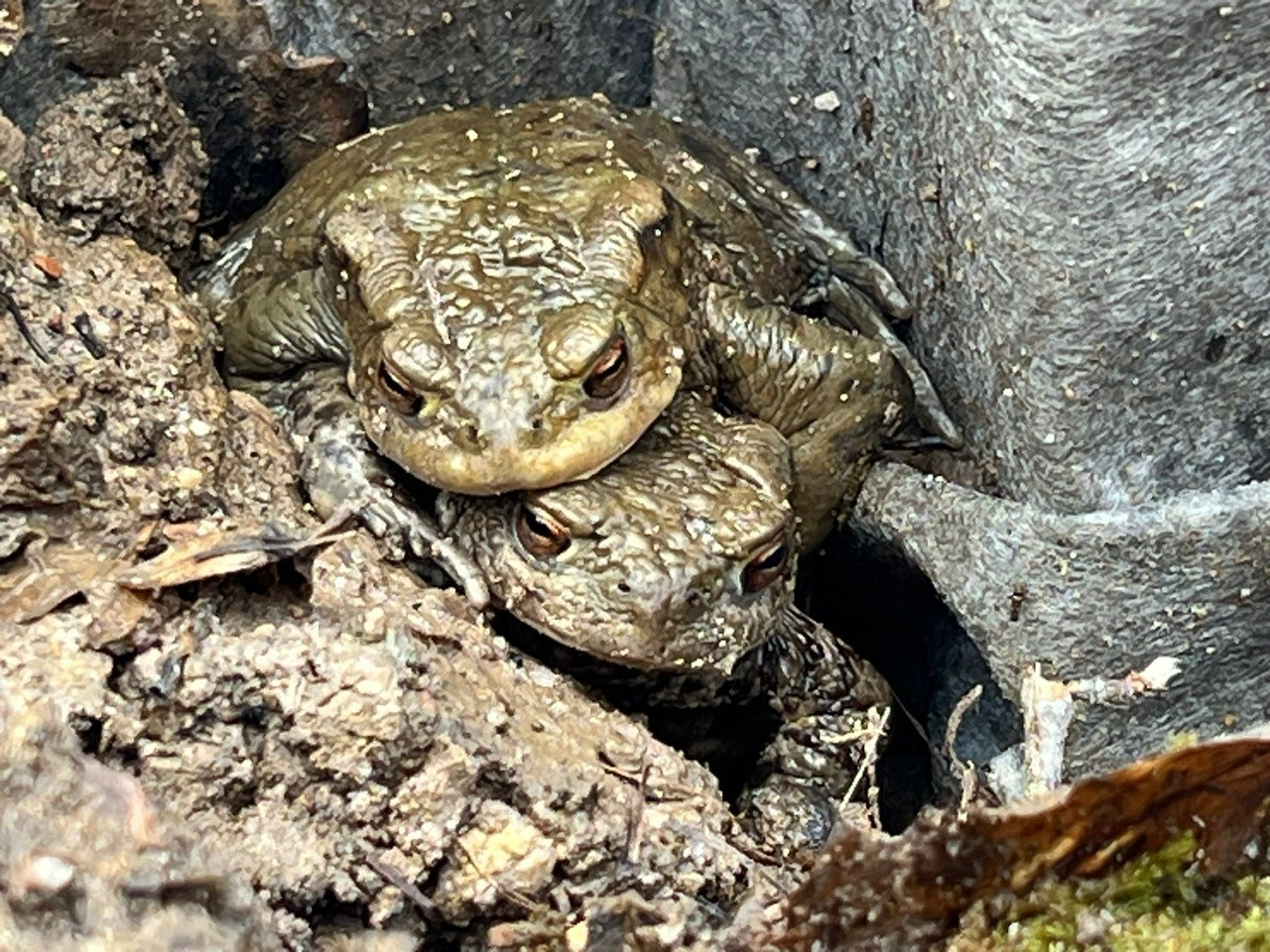 Zwei Kröten sitzen aufeinander