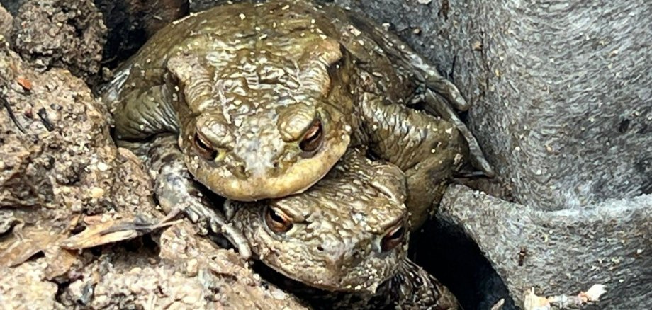 Zwei Kröten sitzen aufeinander