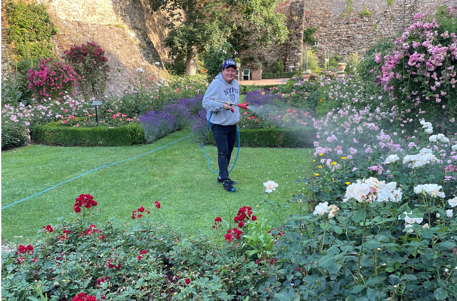 Stefan Seyffardt steht im Eltviller Rosengarten und sprüht mit einem Schlauch die Rosen ein.