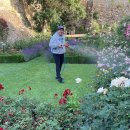 Stefan Seyffardt steht im Eltviller Rosengarten und sprüht mit einem Schlauch die Rosen ein.