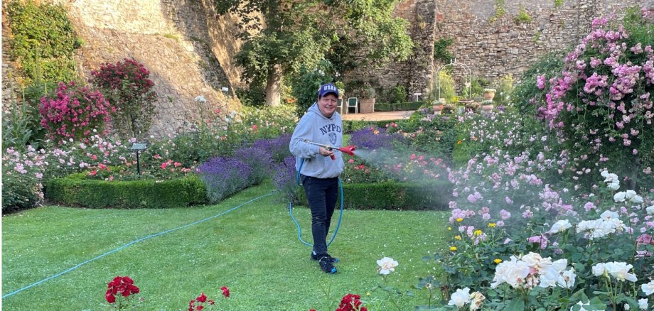 Stefan Seyffardt steht im Eltviller Rosengarten und sprüht mit einem Schlauch die Rosen ein.