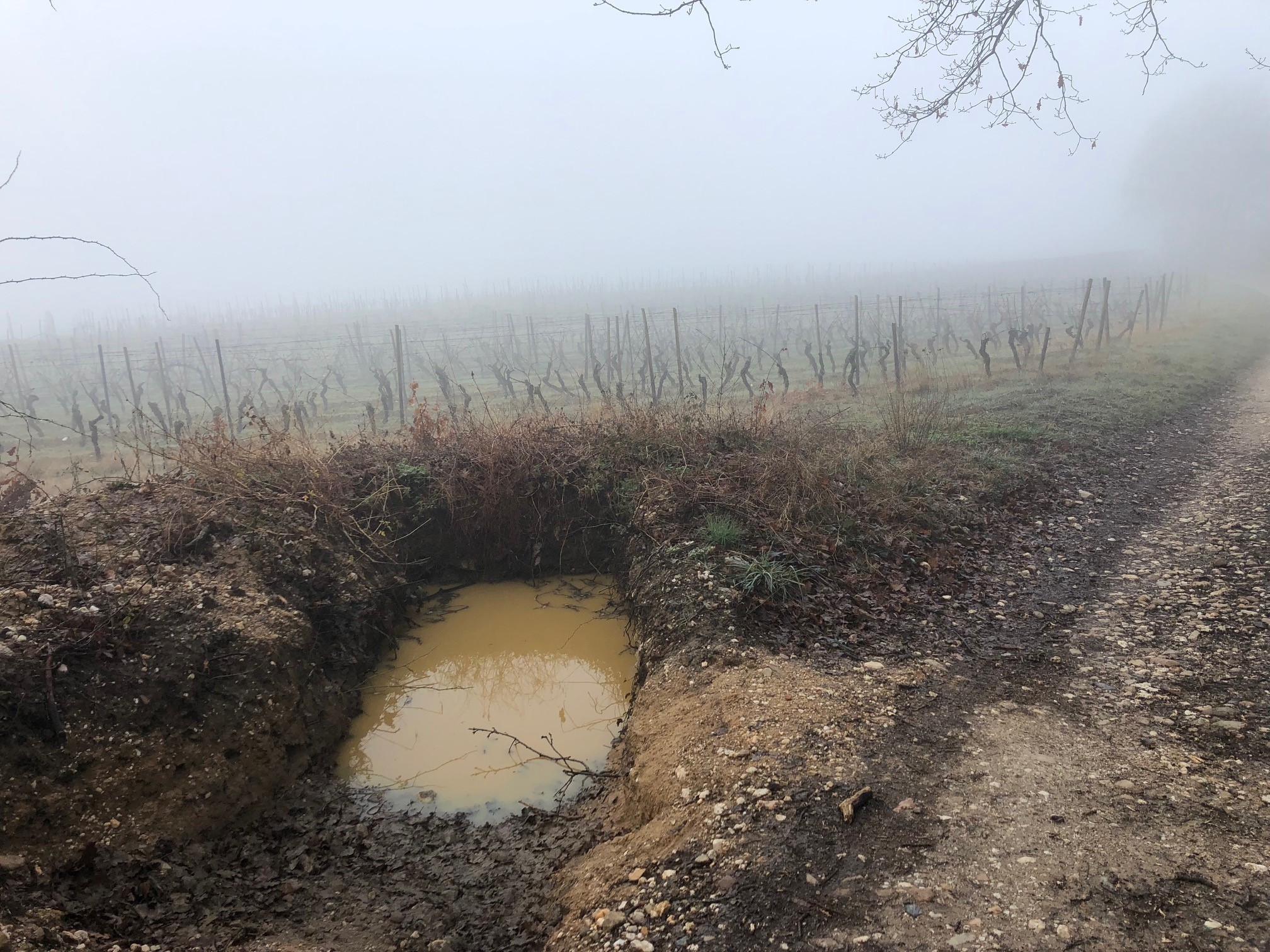 Sickergrube auf einem Weinberg bei Eltville.