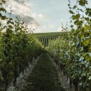 Blick entlang der Rebstöcke eines Weinberges.