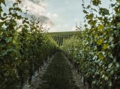 Blick entlang der Rebstöcke eines Weinberges.