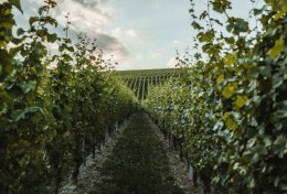 Blick entlang der Rebstöcke eines Weinberges.