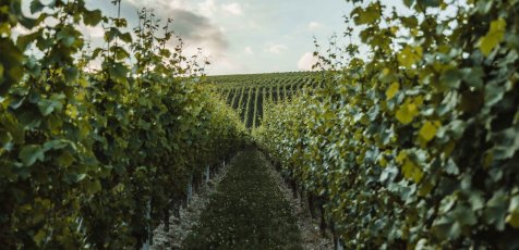 Blick entlang der Rebstöcke eines Weinberges.