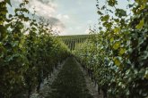 Eltviller Weinberge. Blick entlang der Rebstöcke eines Weinberges.