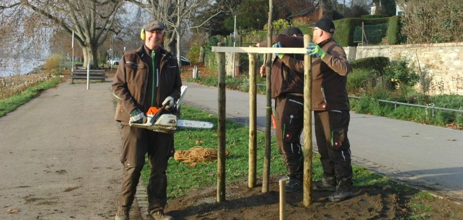 Drei Mitarbeiter der Stadtwerke bei der Pflanzung eines neuen Baumes am Rheinufer